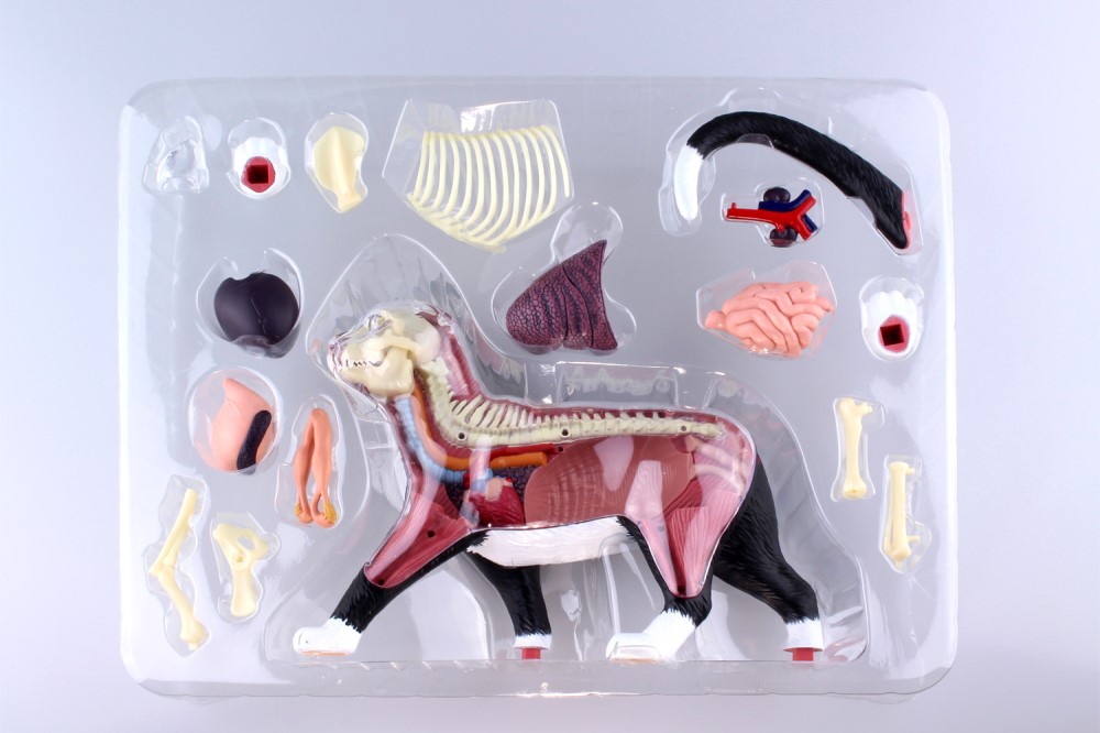 立体パズル 4D VISION No.29 猫 解剖モデル 青島文化教材社