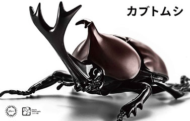 自由研究-21 いきもの編 カブトムシ